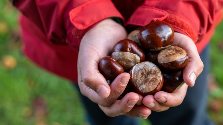 A child's hands holding several conkers